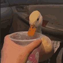 Duck Drinking Water AI GIF