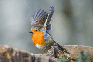Convert MOV to GIF for Mac Users