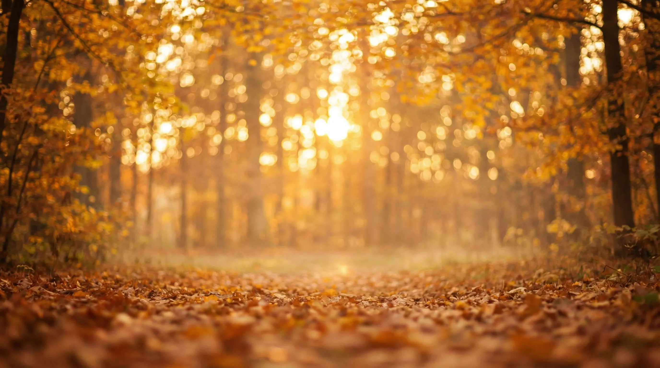 Autumn Forest